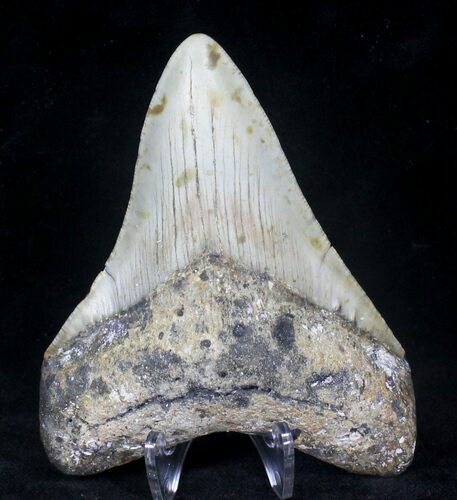 Megalodon Tooth - North Carolina #20714